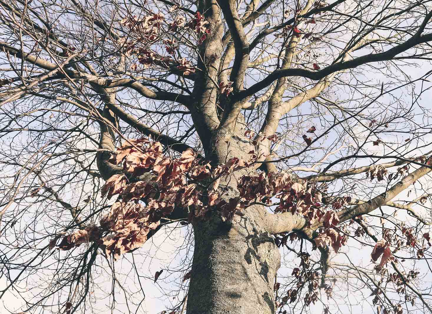 Reasons why trees drop their leaves