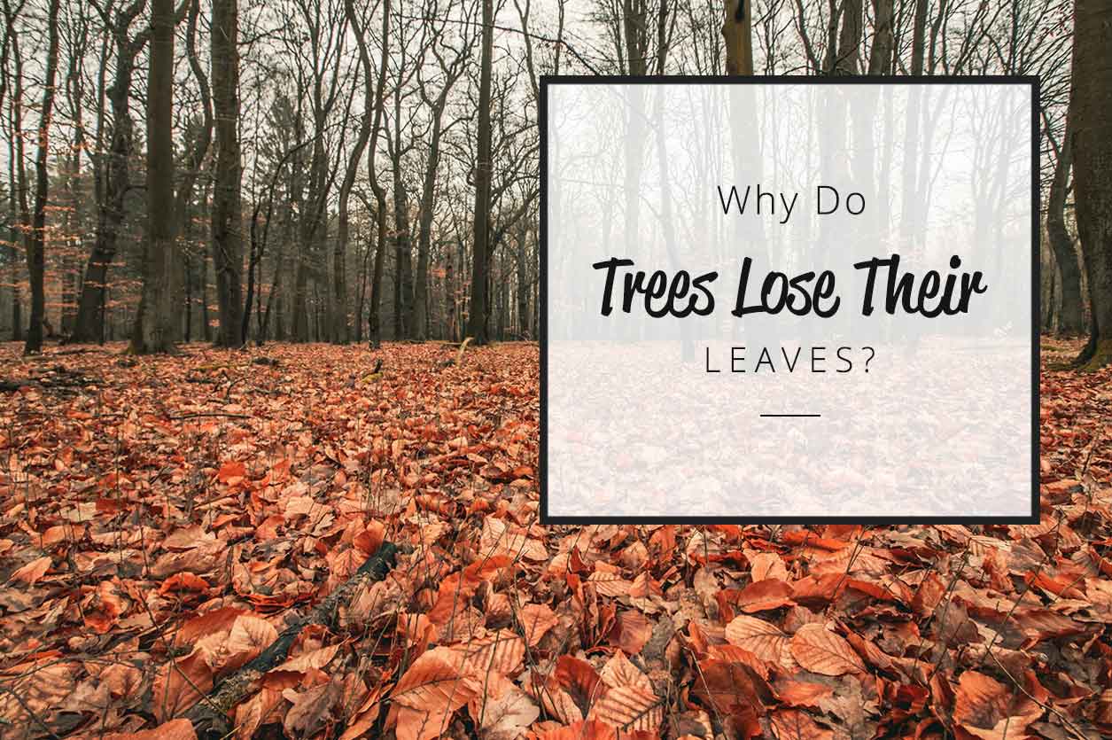 Why Do Trees Lose Their Leaves