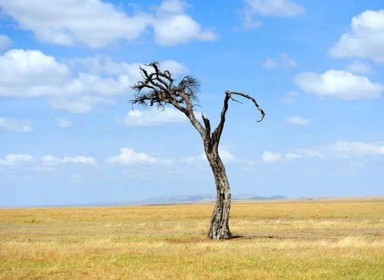 When Will We Run Out of Trees?