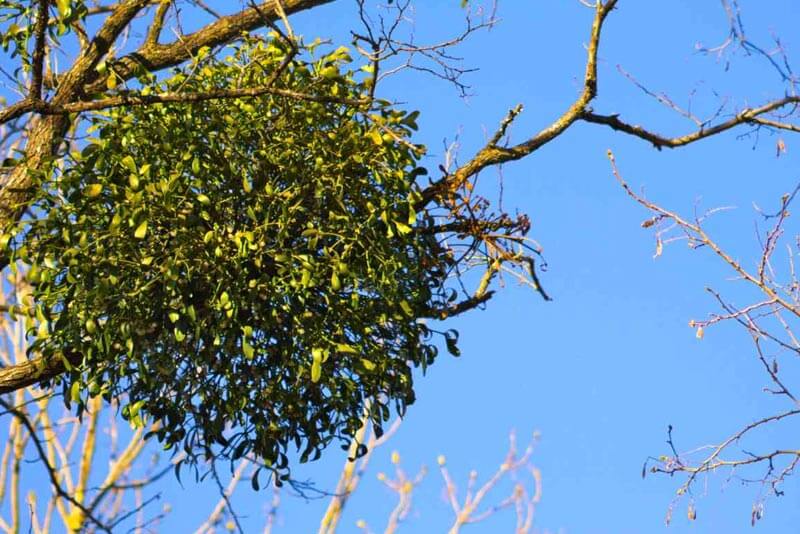 Accessibility of mistletoe
