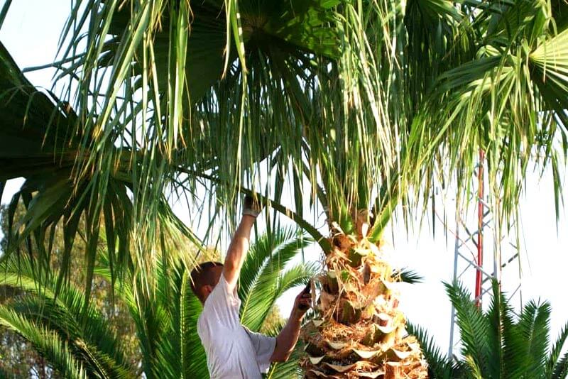 Can you trim a Queen Palm by yourself