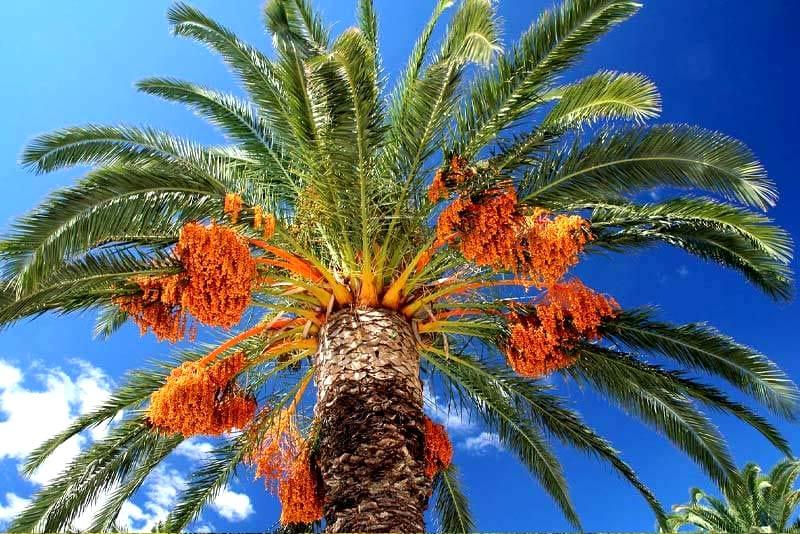 Cost To Trim Palm Trees in Jacksonville, Florida