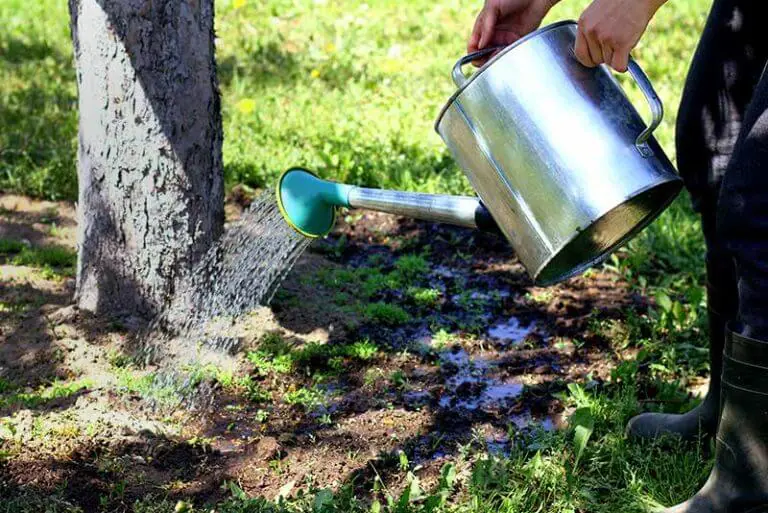 Watering 101 How Much To Water a New Tree Tree Care Blog
