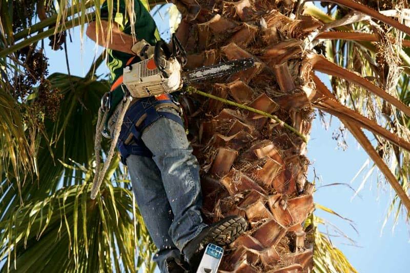How often should palm trees be trimmed in Florida