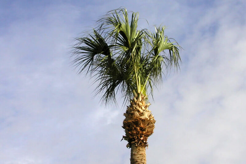 What happens if you over prune a palm tree