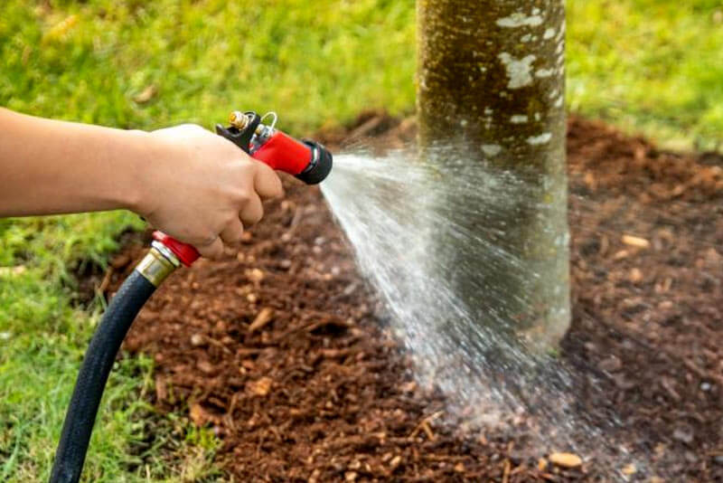 Where to water a new tree