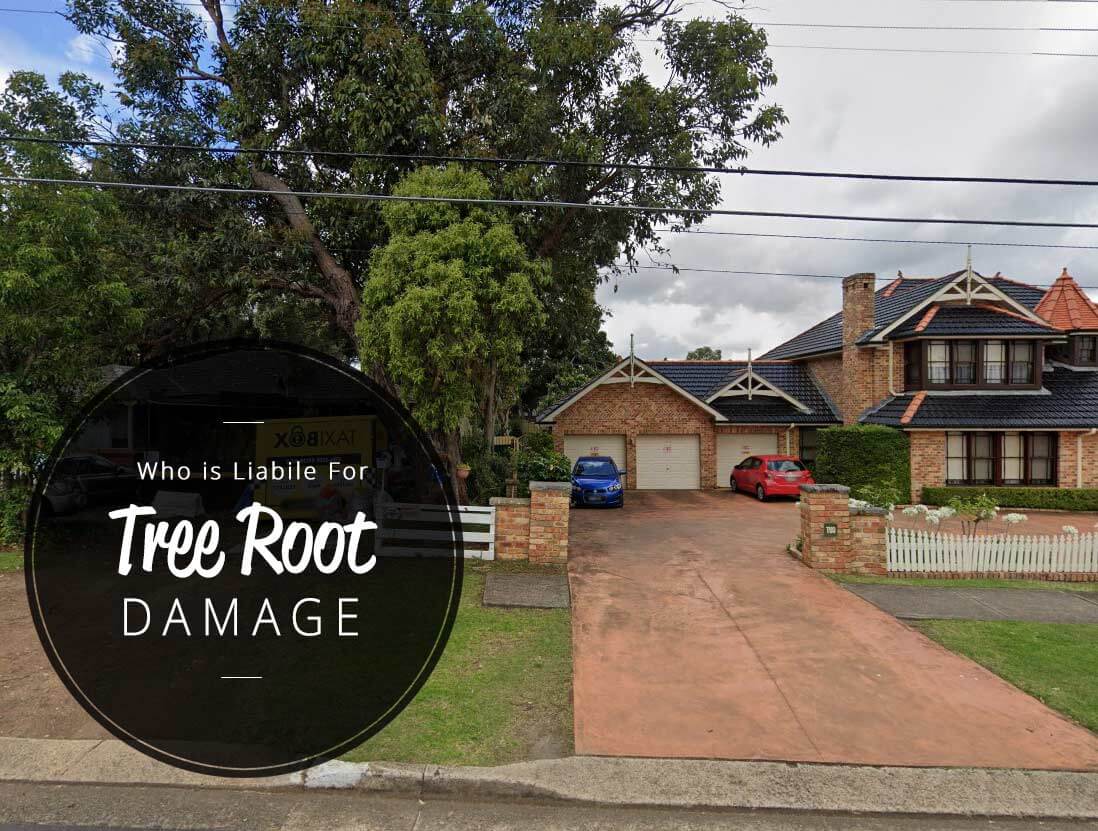 Who is liabile for tree root damage neighbors tree