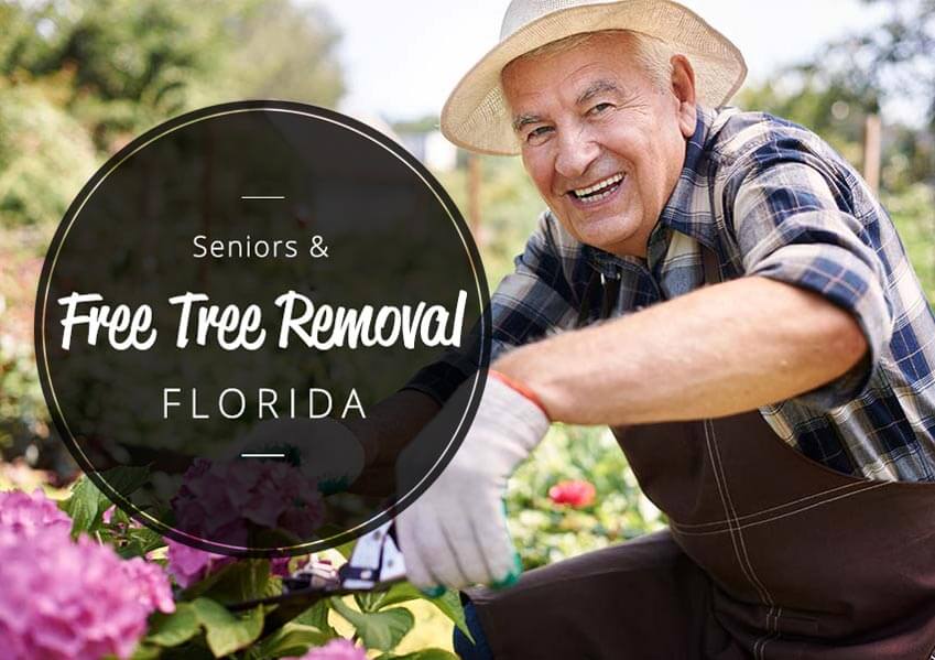 Seniors and free tree removal in florida