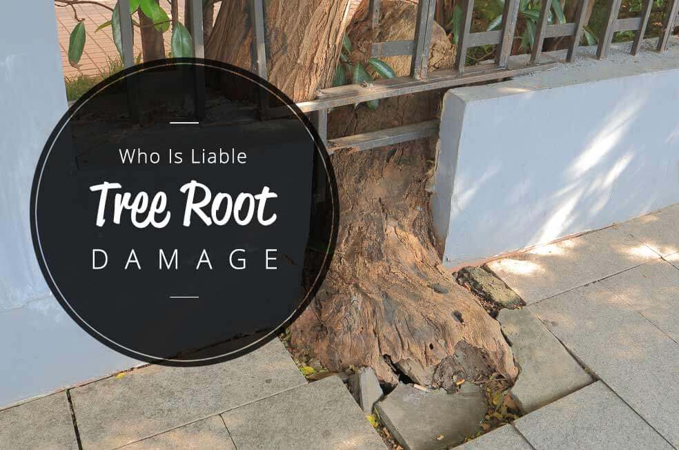 Who is liable for tree root damage