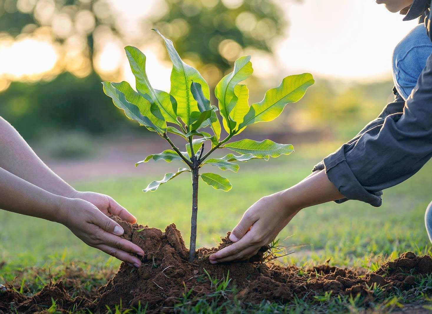 Choosing the Right Time to Plant