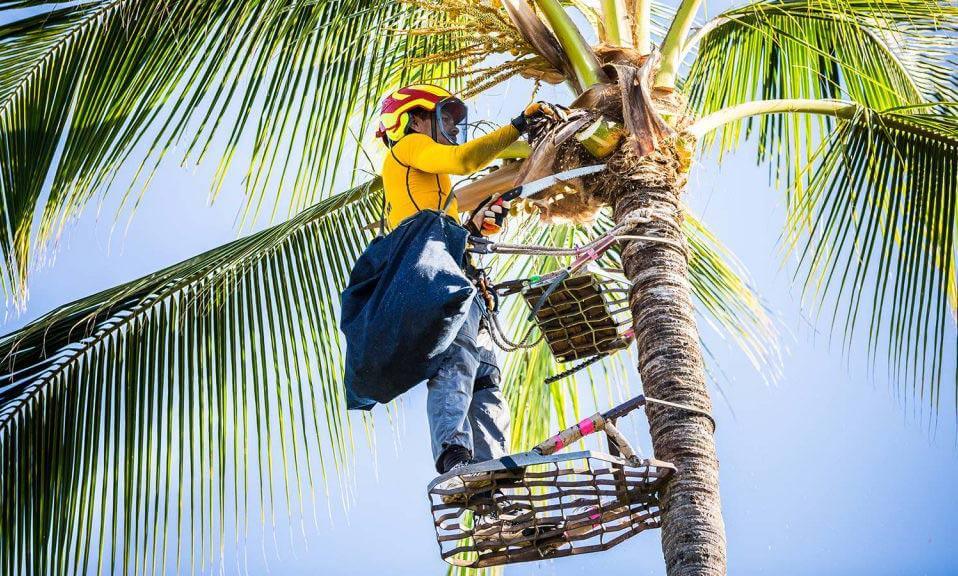 DIY vs. Professional Palm Tree Trimming