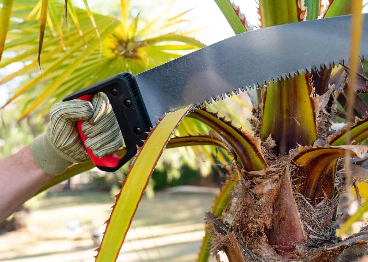 Palm tree best sale saw blade