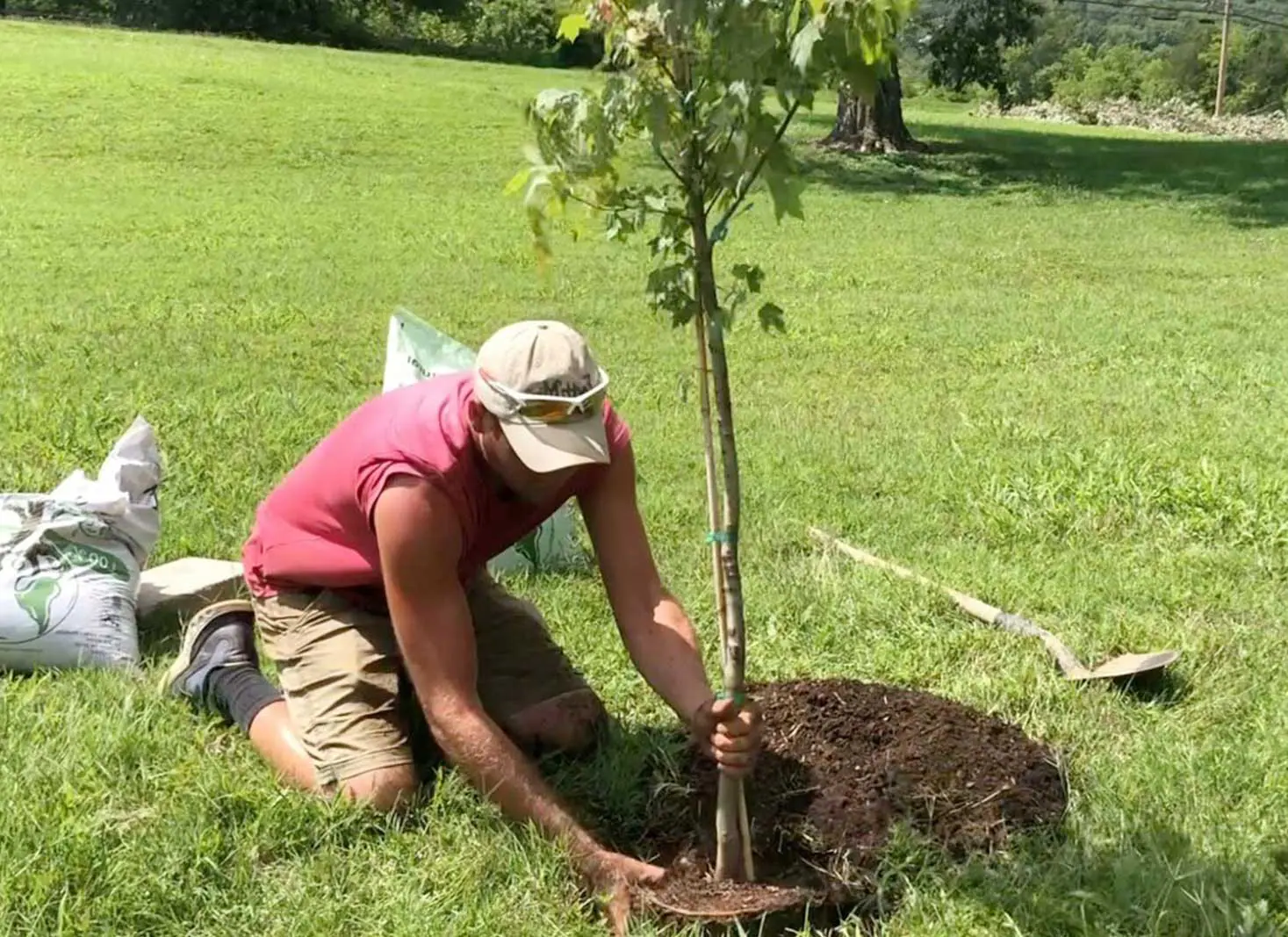 How to Plant a Tree the Right Way: A Step-by-Step Guide
