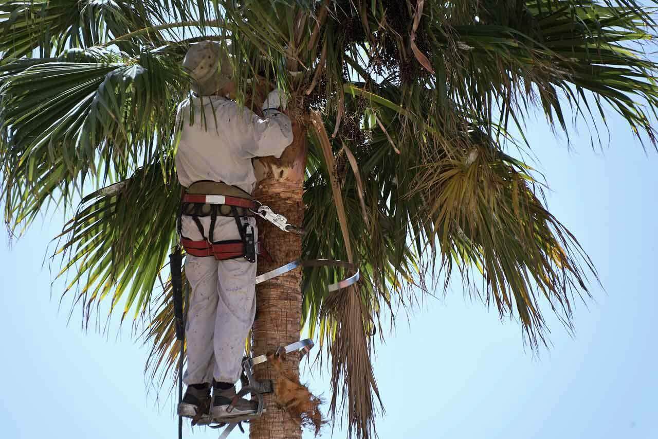 Preparing for Palm Tree Pruning