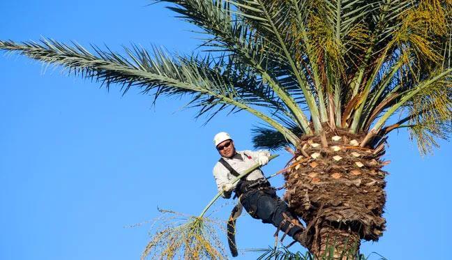 Step by Step Guide to Trimming a Palm Tree