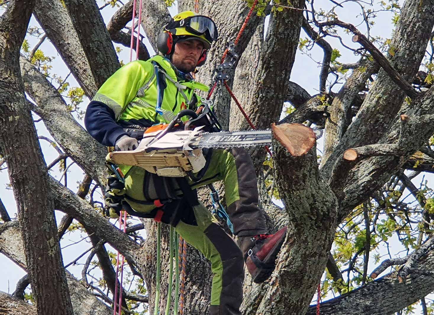 Vermont tree Removal Cost 2023