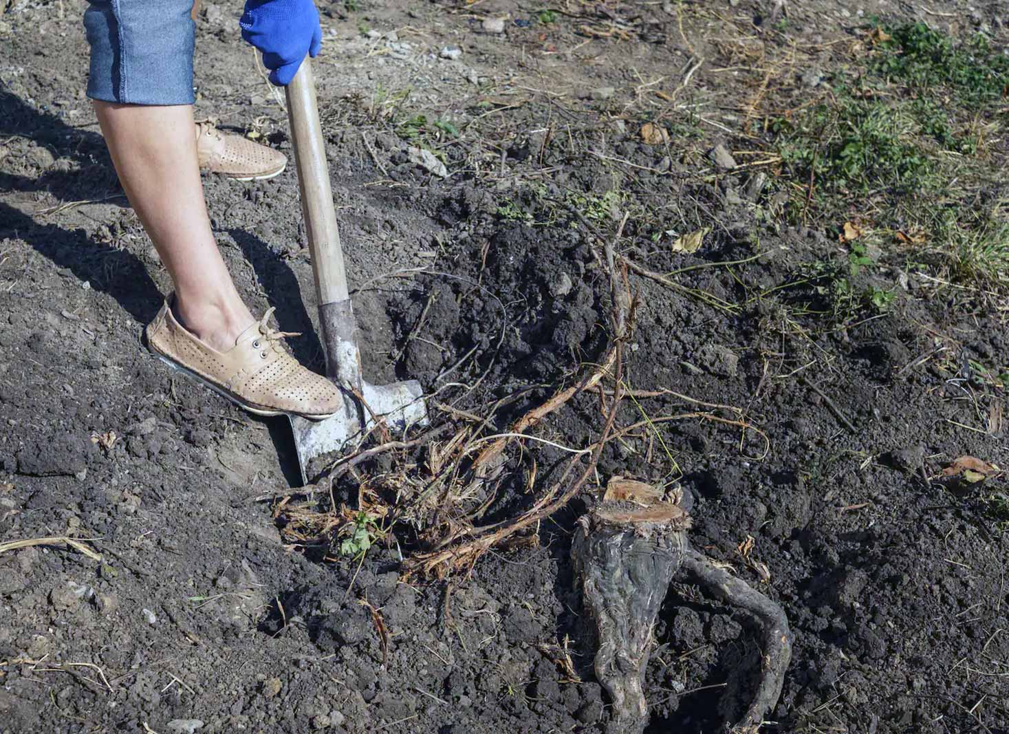 5 Effective Ways to Kill Tree Roots in 2023