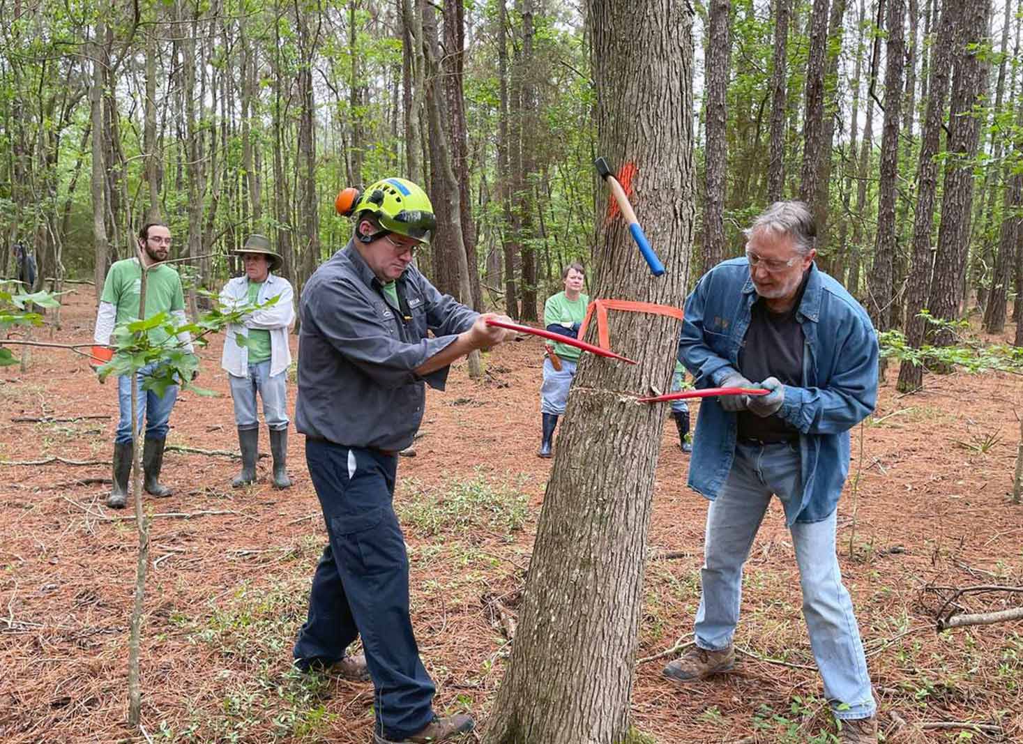 Additional free tree removal options