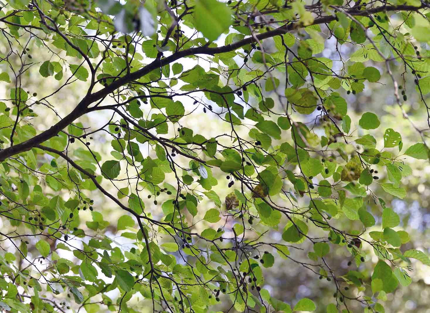 Best time for tree pruning