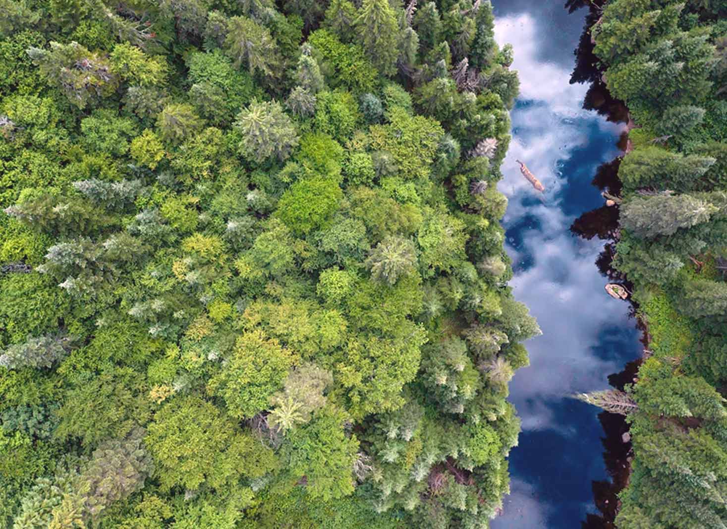 Boreal Forest