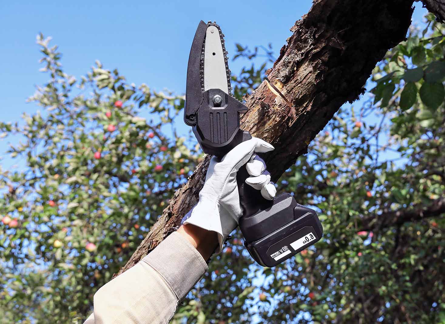 Common Pruning Mistakes to Avoid