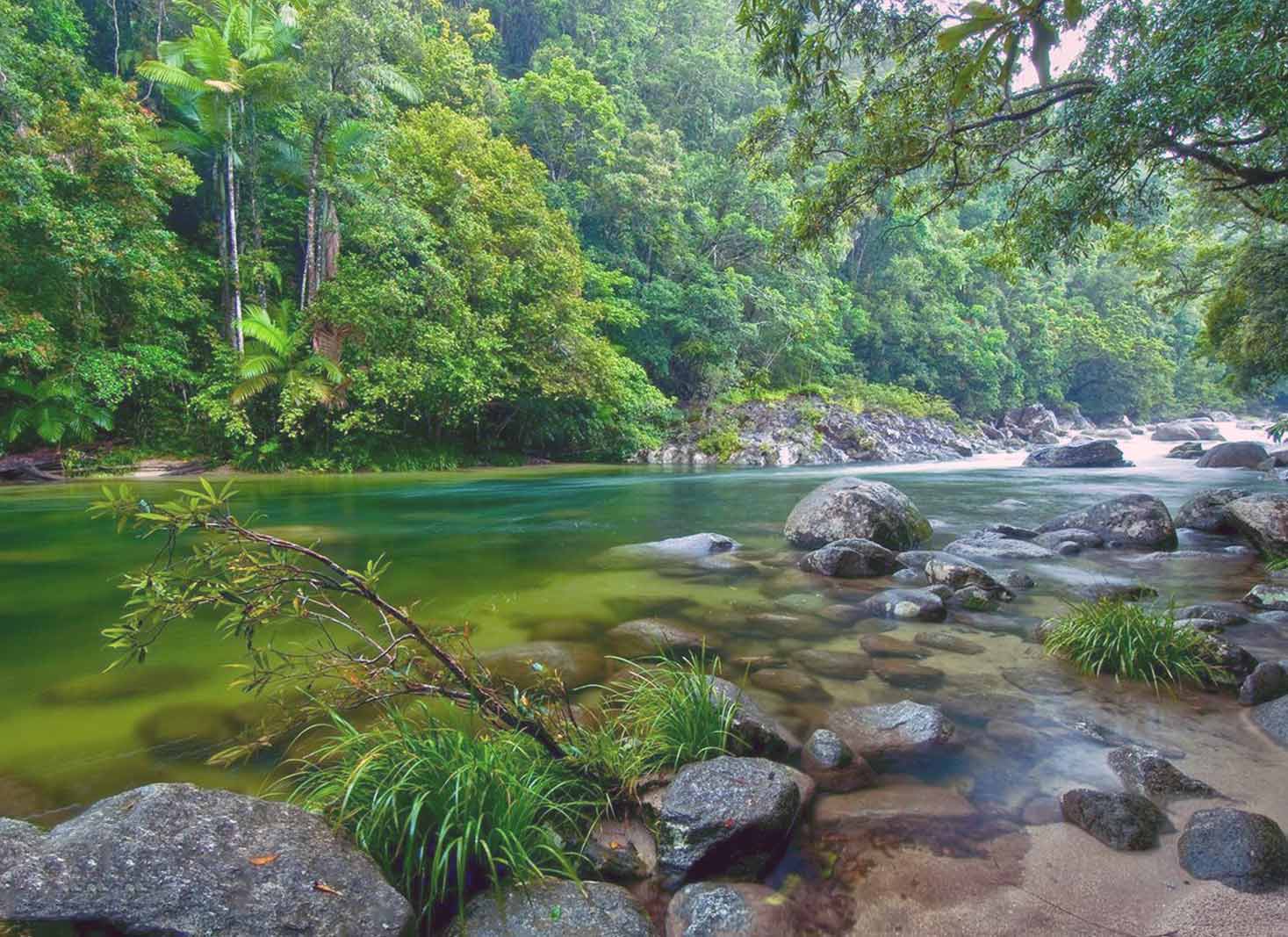 Daintree Rainforest