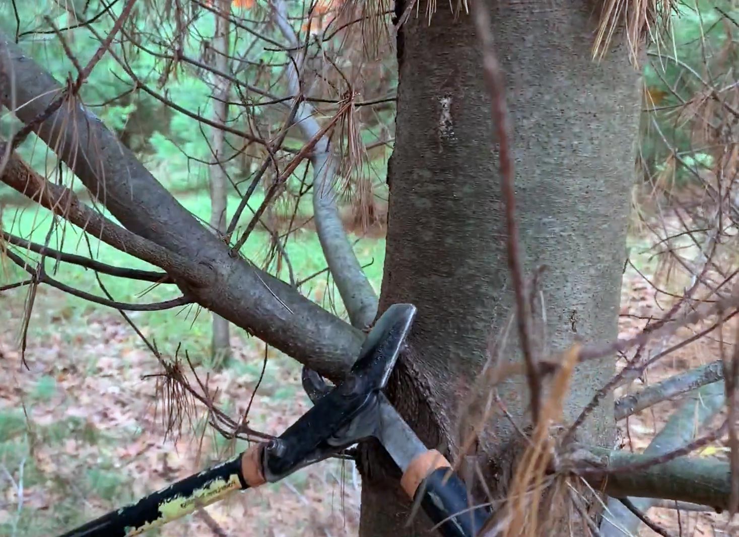 Deciding when to remove a pine tree