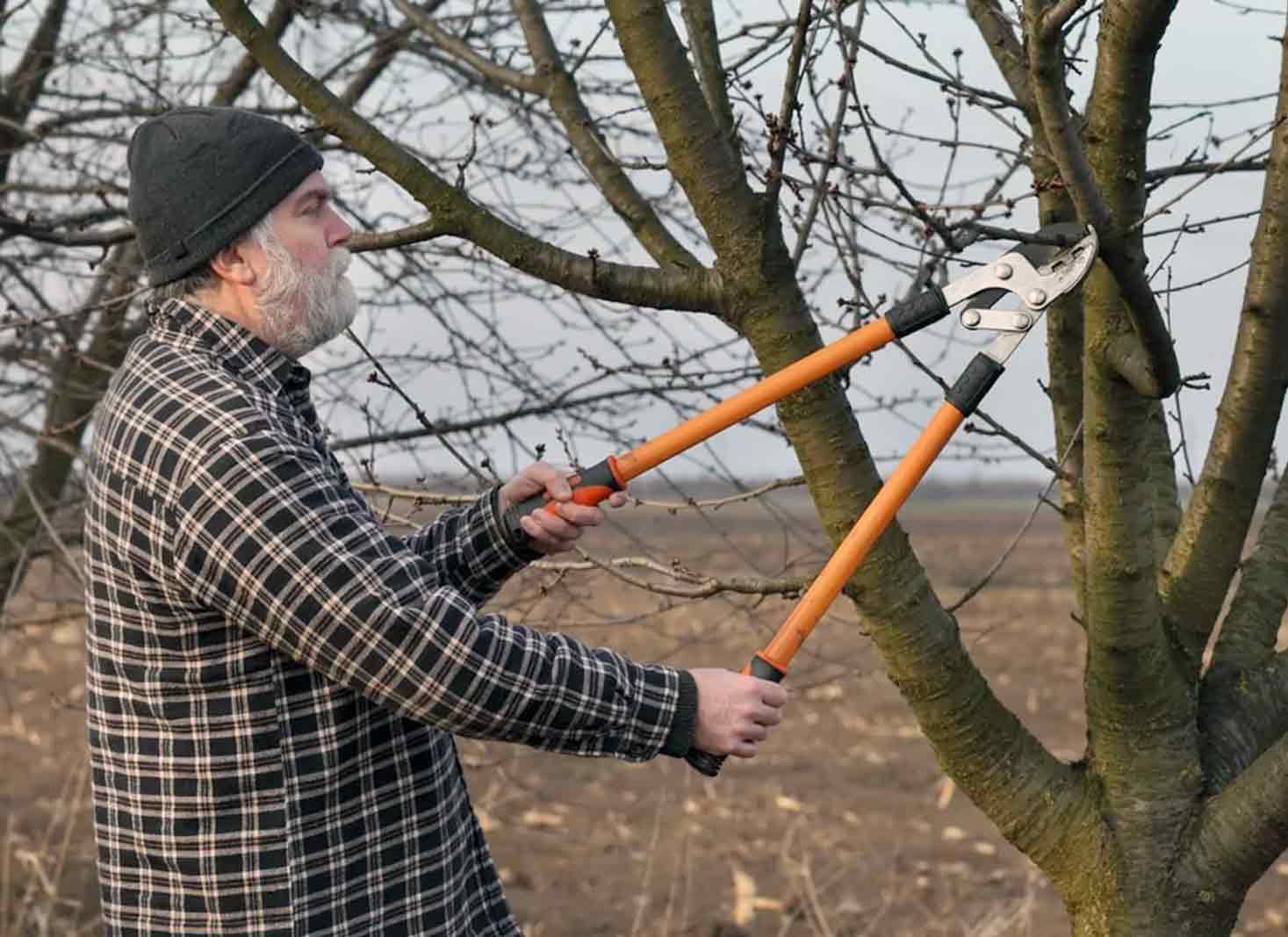 Essential tools for tree pruning