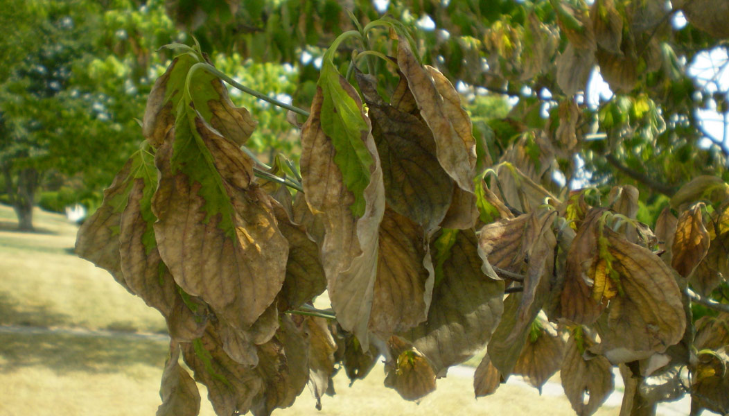 Fragile leaves from over watering