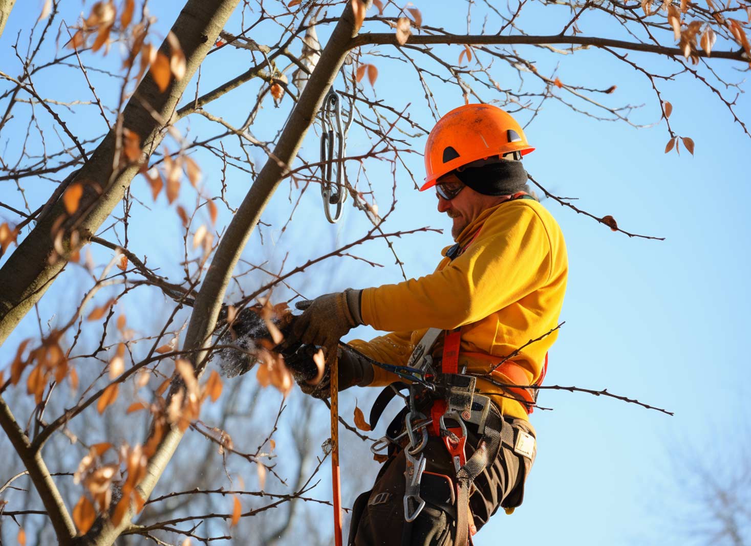 How To Prune a Maple Tree for Optimal Growth