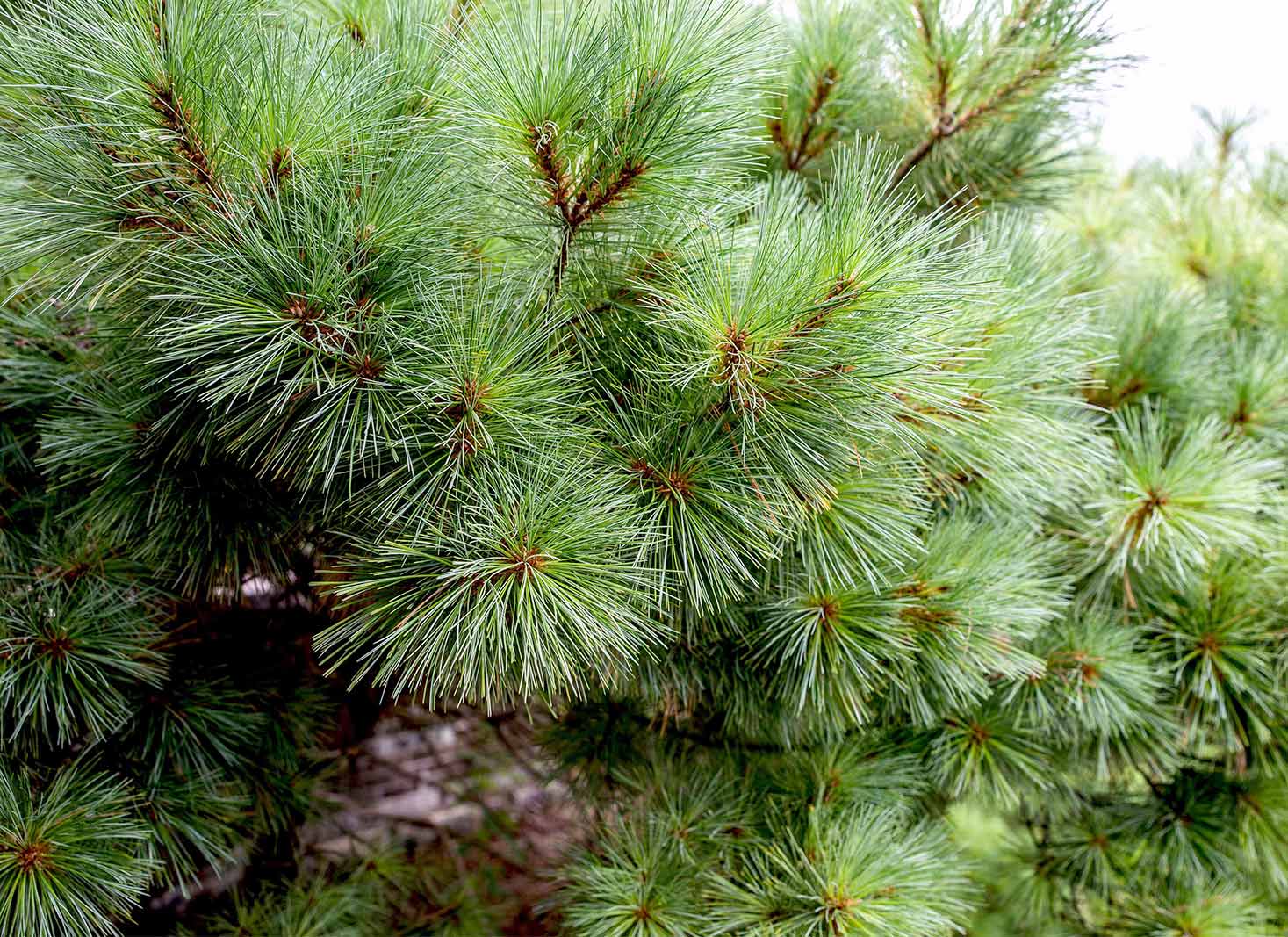 How To Prune a Pine Tree for Maximum Growth and Health