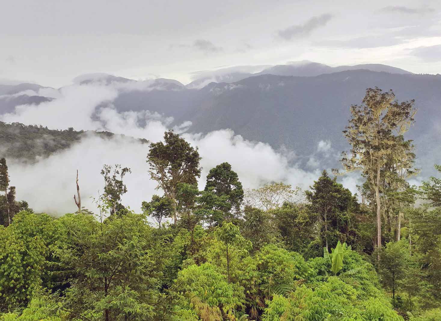 New Guinea Rainforest