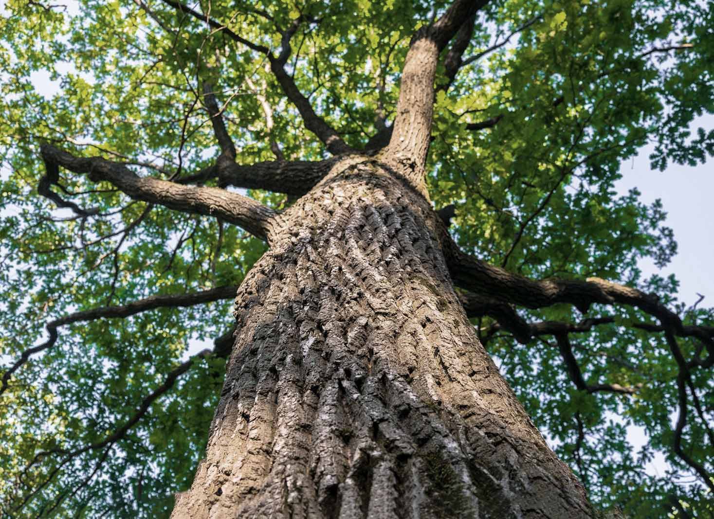 Oak trees in different regions