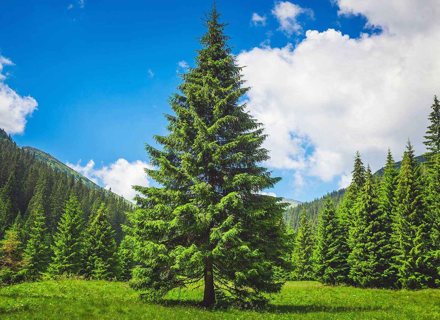 Pine tree care after pruning