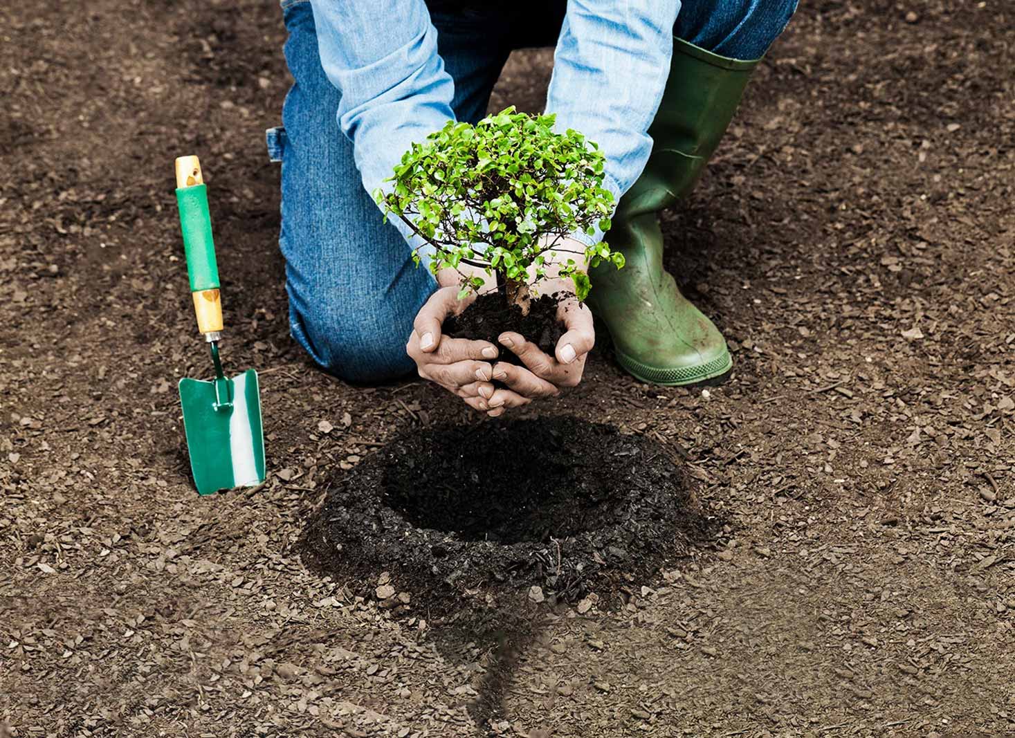 Planting New Gardens Trees