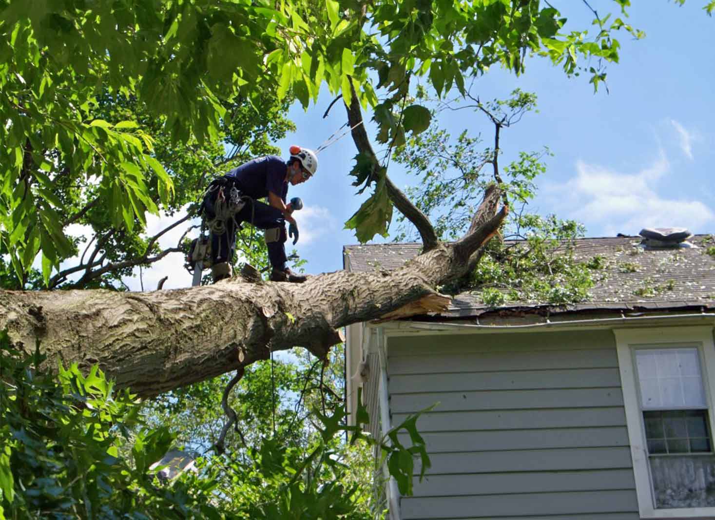 Post storm tree care and recovery
