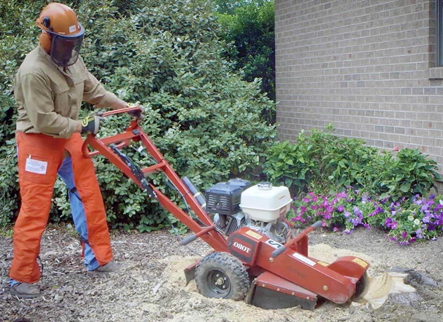 Preparations Before Killing Tree Roots