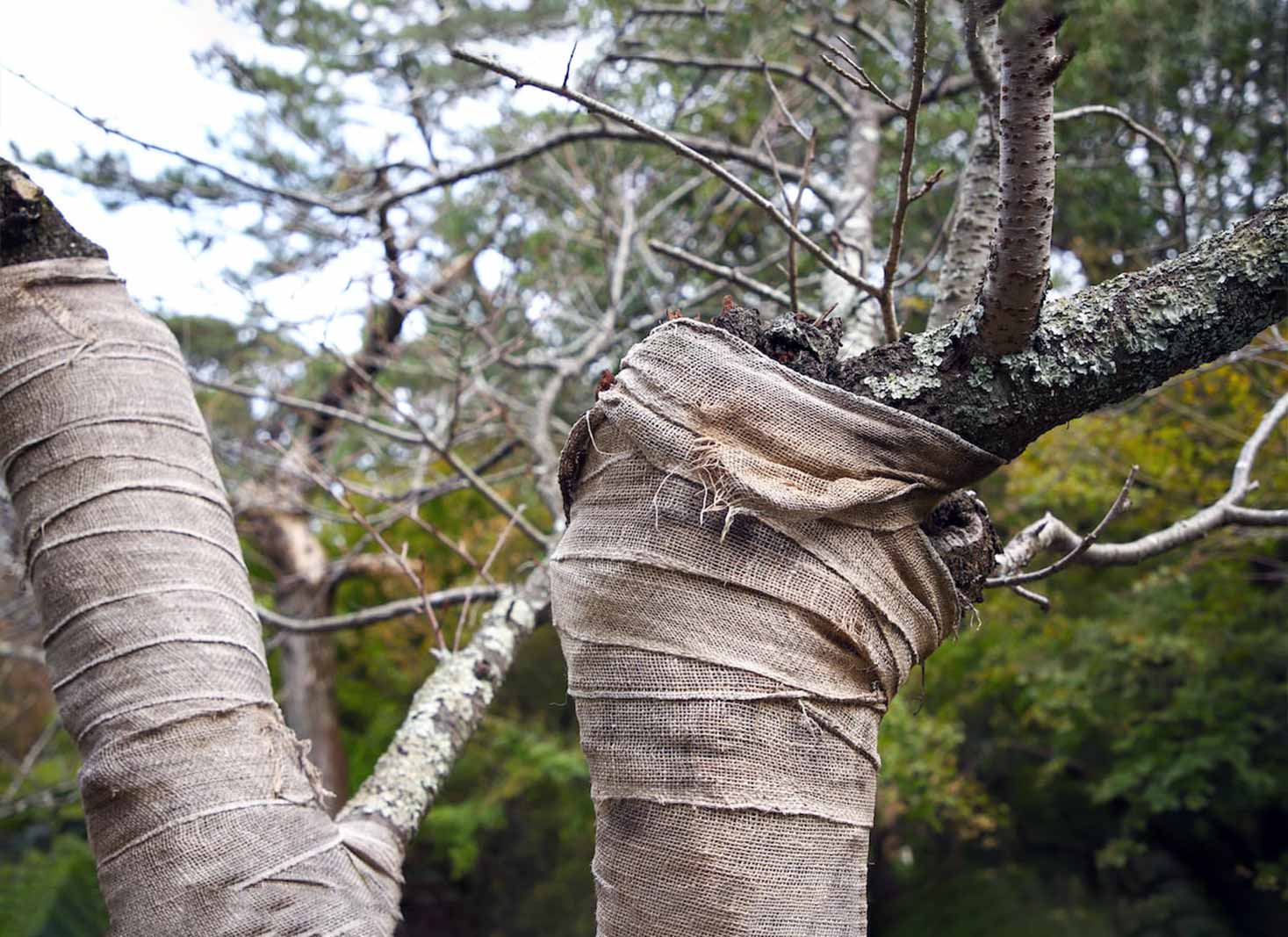 Preventing sunscald in trees