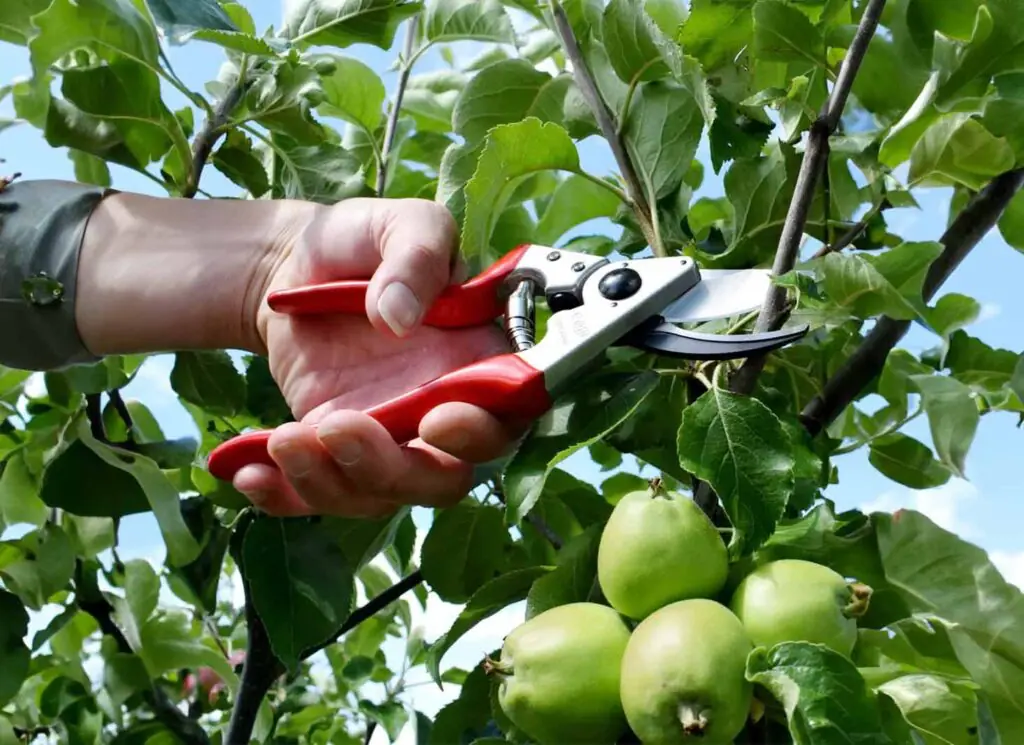How To Prune an Apple Tree A StepbyStep Guide