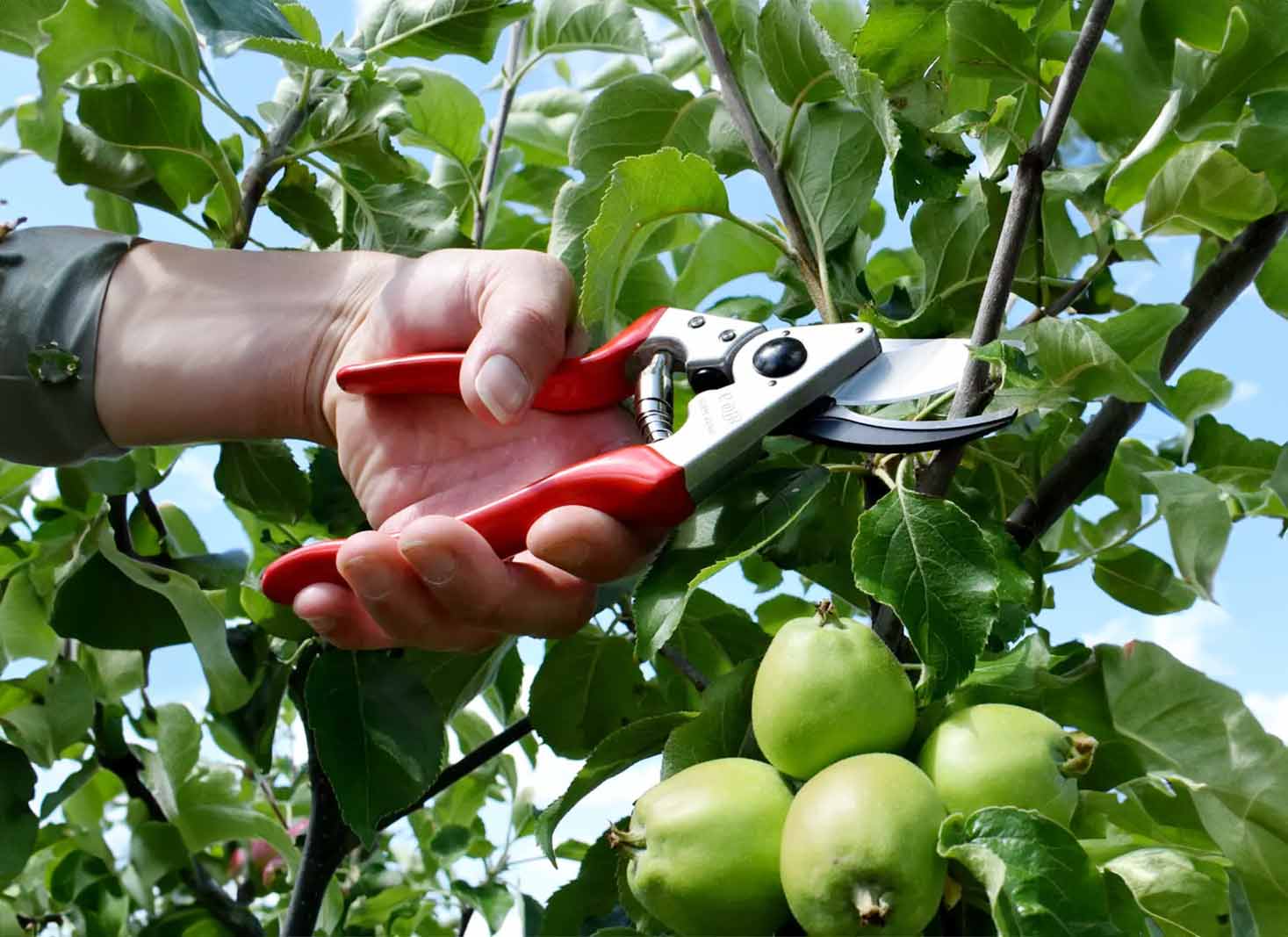 Pruning basics tools and timing