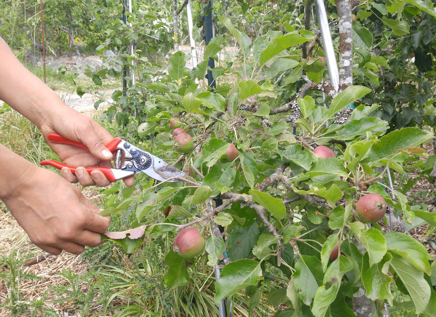Pruning techniques for healthy apple trees