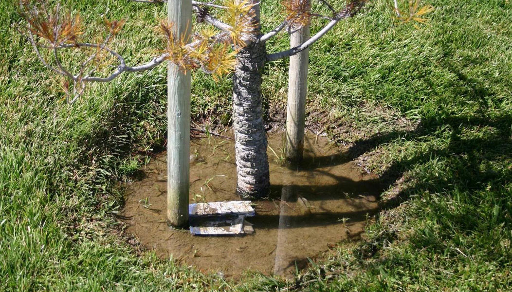 Puddle of water from over watering