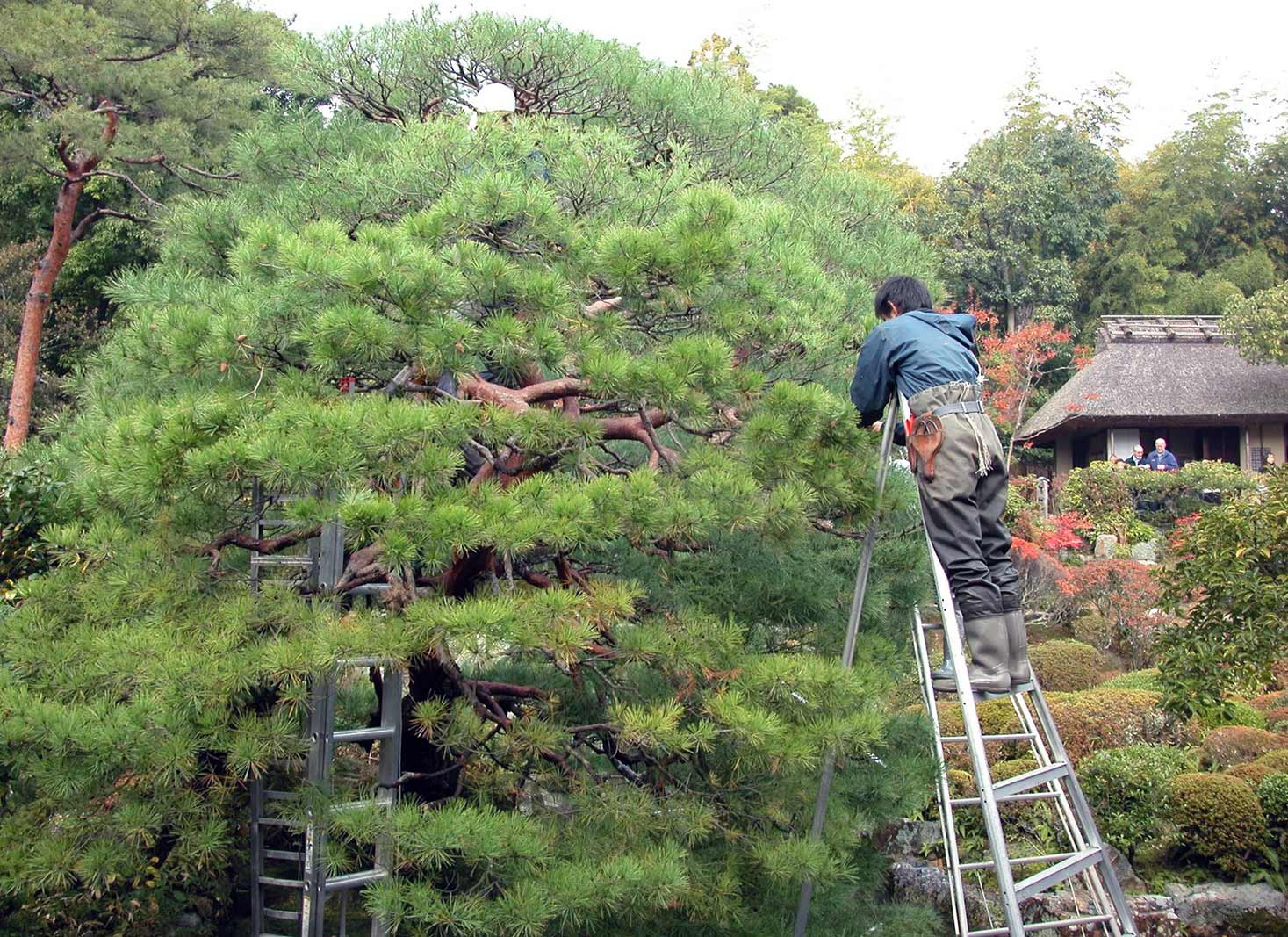 Safety precautions when pruning pine trees