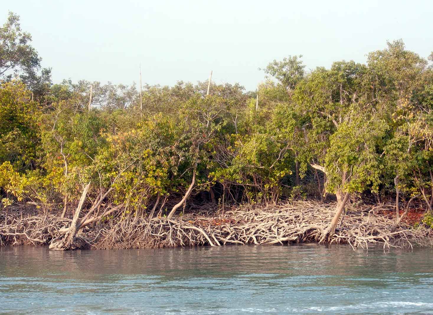 Sundarbans