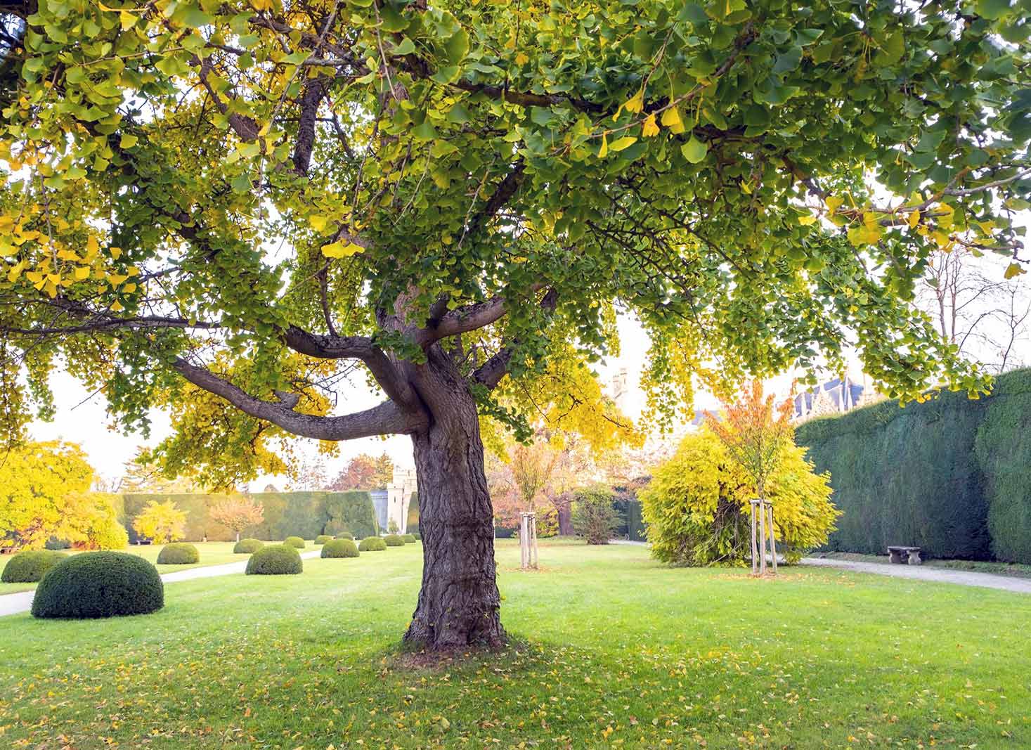 The impact of mature trees on property value