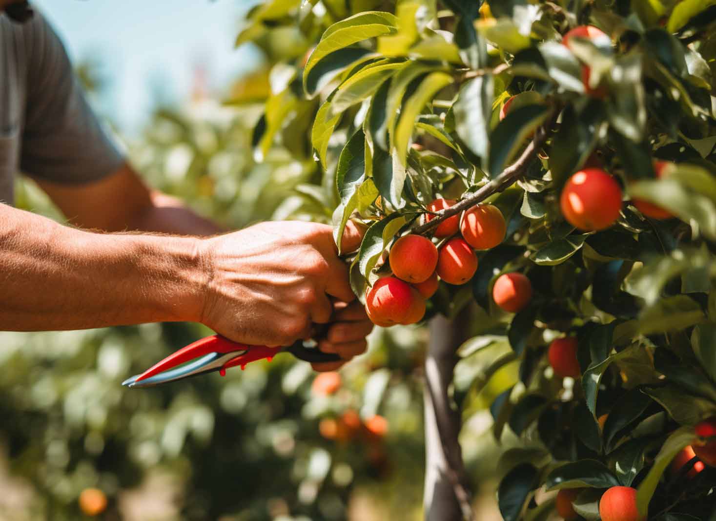 The importance of pruning fruit trees