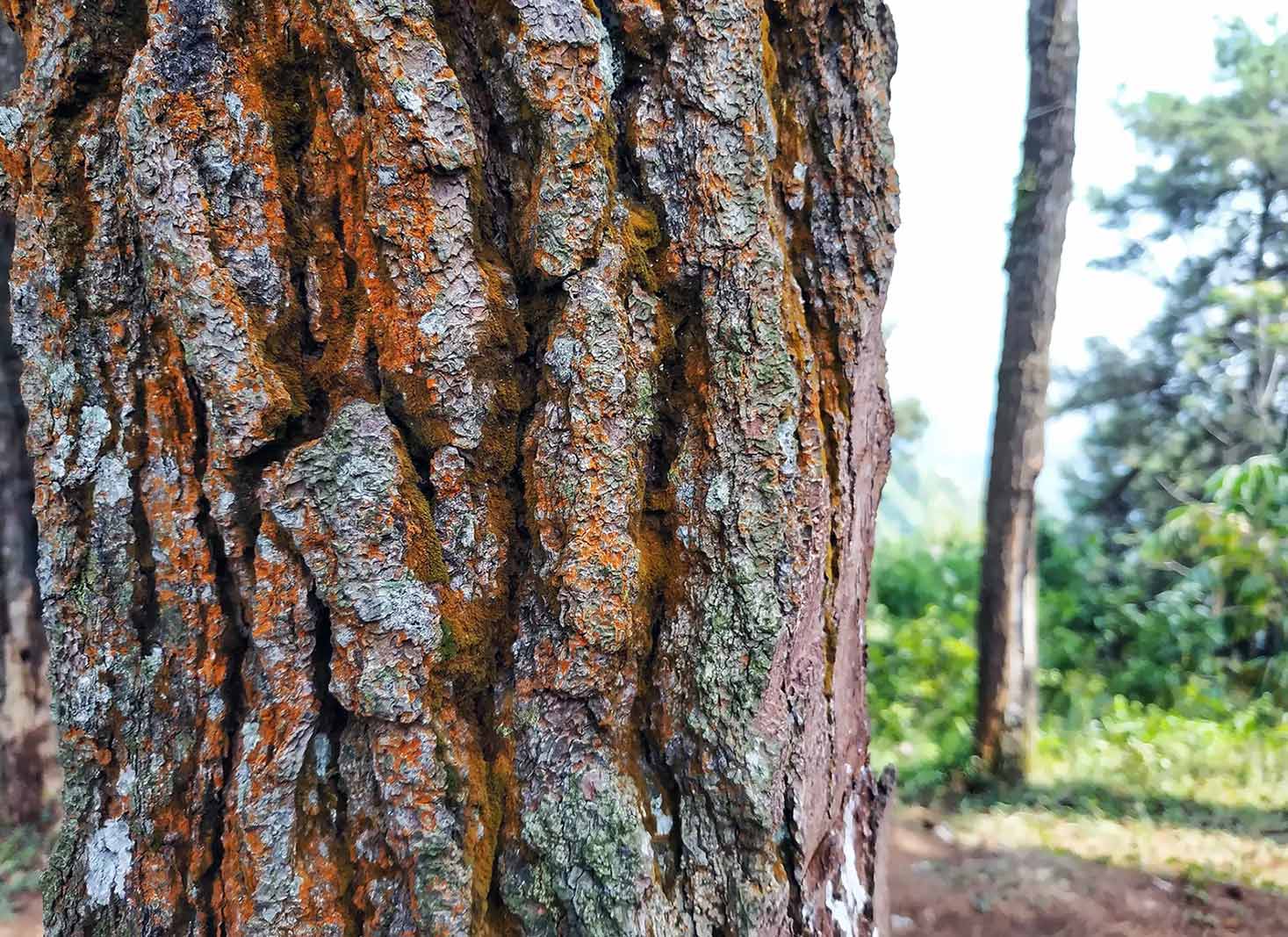 The protective functions of tree bark