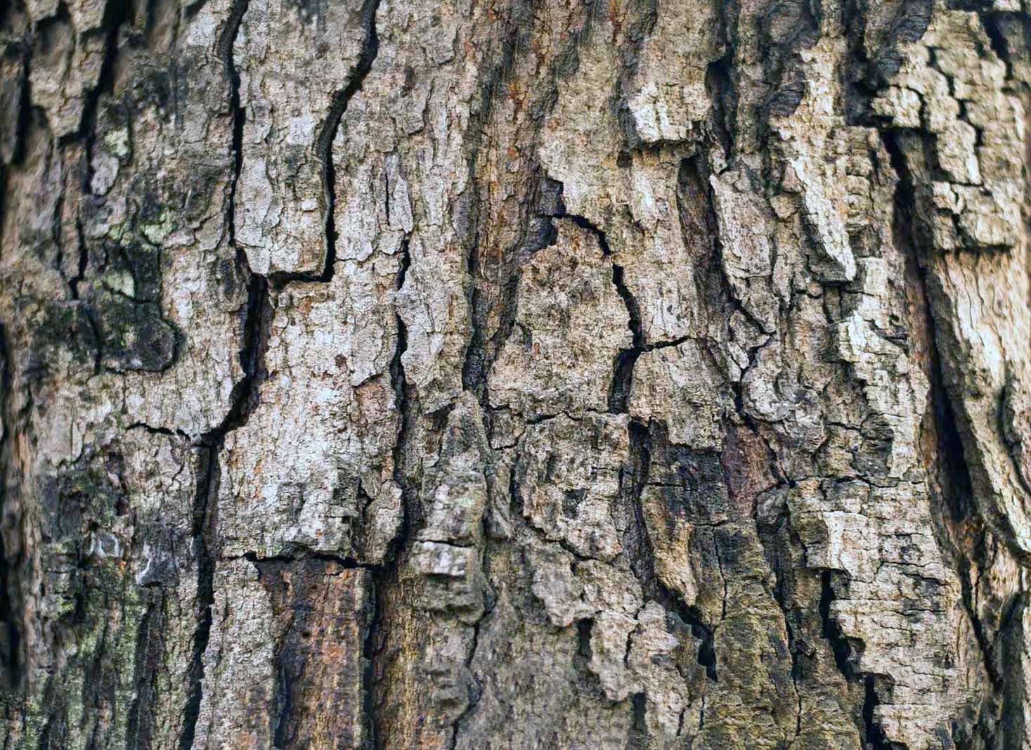 The role of dead cells in bark formation