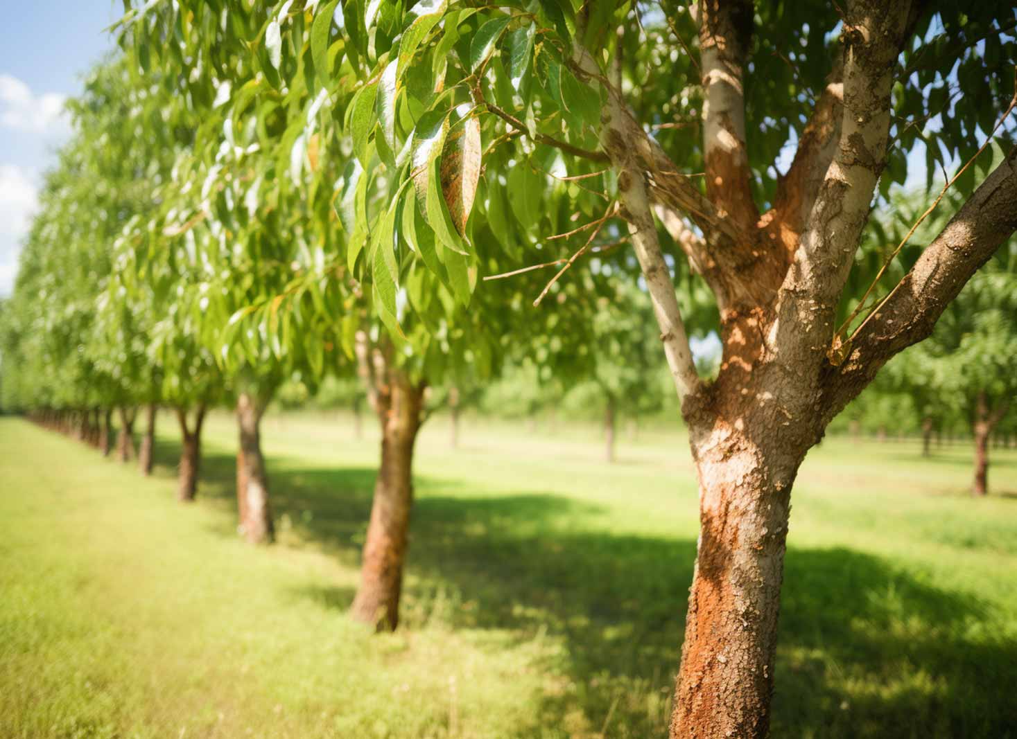 Treating sunscald affected trees