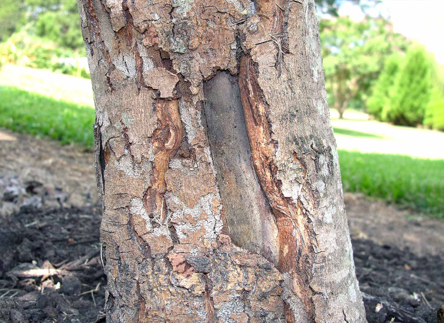 Trees most affected by sunscald